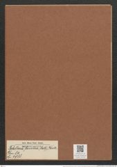 Tabellaria flocculosa (Roth) Kuetz. (de-Toni-Nr.: Genus 89, Species 2988) Zeichnungen Sammlung Grunow Mappe 03186 (Herbarium_W_Grunow_drawings_Folder_03186)